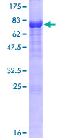 UBQLNL Protein - 12.5% SDS-PAGE of human UBQLNL stained with Coomassie Blue
