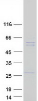 UBQLNL Protein - Purified recombinant protein UBQLNL was analyzed by SDS-PAGE gel and Coomassie Blue Staining