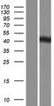 UBR7 / C14orf130 Protein - Western validation with an anti-DDK antibody * L: Control HEK293 lysate R: Over-expression lysate