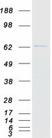 UBXD2 / UBXN4 Protein - Purified recombinant protein UBXN4 was analyzed by SDS-PAGE gel and Coomassie Blue Staining