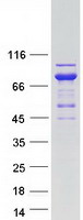 UBXD9 / ASPL Protein - Purified recombinant protein ASPSCR1 was analyzed by SDS-PAGE gel and Coomassie Blue Staining