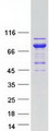 UBXD9 / ASPL Protein - Purified recombinant protein ASPSCR1 was analyzed by SDS-PAGE gel and Coomassie Blue Staining