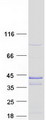 UBXN10 Protein - Purified recombinant protein UBXN10 was analyzed by SDS-PAGE gel and Coomassie Blue Staining