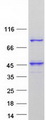 UBXN11 / SOC Protein - Purified recombinant protein UBXN11 was analyzed by SDS-PAGE gel and Coomassie Blue Staining