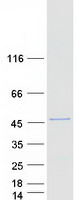 UBXN2B Protein - Purified recombinant protein UBXN2B was analyzed by SDS-PAGE gel and Coomassie Blue Staining