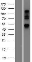 UBXN6 / UBXD1 Protein - Western validation with an anti-DDK antibody * L: Control HEK293 lysate R: Over-expression lysate