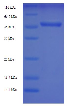 UCHL5 / UCH37 Protein