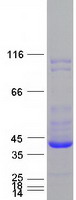 UCHL5 / UCH37 Protein - Purified recombinant protein UCHL5 was analyzed by SDS-PAGE gel and Coomassie Blue Staining