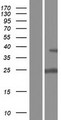 UCK1 Protein - Western validation with an anti-DDK antibody * L: Control HEK293 lysate R: Over-expression lysate