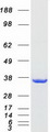 UCK1 Protein - Purified recombinant protein UCK1 was analyzed by SDS-PAGE gel and Coomassie Blue Staining