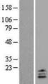 UCN2 / SRP Protein - Western validation with an anti-DDK antibody * L: Control HEK293 lysate R: Over-expression lysate