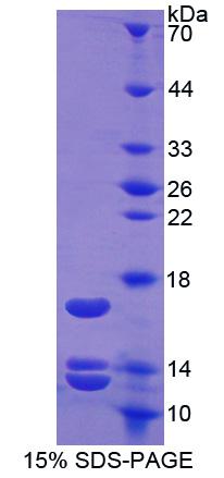 UCN2 / SRP Protein - Recombinant Urocortin 2 By SDS-PAGE
