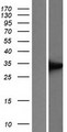 UCP1 / UCP-1 Protein - Western validation with an anti-DDK antibody * L: Control HEK293 lysate R: Over-expression lysate