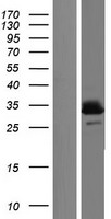 UCP3 Protein - Western validation with an anti-DDK antibody * L: Control HEK293 lysate R: Over-expression lysate