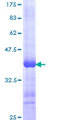 UFD2A / UBE4B Protein - 12.5% SDS-PAGE Stained with Coomassie Blue.