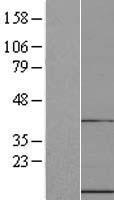 UFM1 Protein - Western validation with an anti-DDK antibody * L: Control HEK293 lysate R: Over-expression lysate
