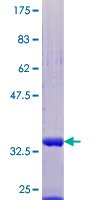 UFM1 Protein - 12.5% SDS-PAGE of human UFM1 stained with Coomassie Blue
