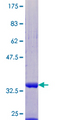 UFM1 Protein - 12.5% SDS-PAGE of human UFM1 stained with Coomassie Blue