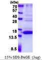 UFSP1 Protein