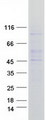 UGCG Protein - Purified recombinant protein UGCG was analyzed by SDS-PAGE gel and Coomassie Blue Staining