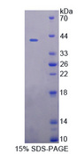 UGGT1 / UGGT Protein - Recombinant  UDP-Glucose Glycoprotein Glucosyltransferase 1 By SDS-PAGE