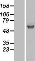 UGT1A / UGT1A1 Protein - Western validation with an anti-DDK antibody * L: Control HEK293 lysate R: Over-expression lysate