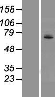 UGT1A4 Protein - Western validation with an anti-DDK antibody * L: Control HEK293 lysate R: Over-expression lysate