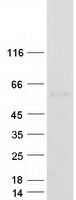 UGT1A8 Protein - Purified recombinant protein UGT1A8 was analyzed by SDS-PAGE gel and Coomassie Blue Staining