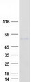 UGT1A8 Protein - Purified recombinant protein UGT1A8 was analyzed by SDS-PAGE gel and Coomassie Blue Staining