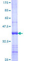 UGT1A9 Protein - 12.5% SDS-PAGE Stained with Coomassie Blue.