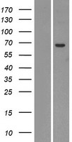 UGT2A1 Protein - Western validation with an anti-DDK antibody * L: Control HEK293 lysate R: Over-expression lysate