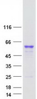 UGT2A1 Protein - Purified recombinant protein UGT2A1 was analyzed by SDS-PAGE gel and Coomassie Blue Staining