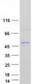 UGT2B10 Protein - Purified recombinant protein UGT2B10 was analyzed by SDS-PAGE gel and Coomassie Blue Staining