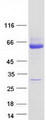 UGT2B15 Protein - Purified recombinant protein UGT2B15 was analyzed by SDS-PAGE gel and Coomassie Blue Staining