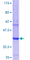 UGT2B4 Protein - 12.5% SDS-PAGE Stained with Coomassie Blue.