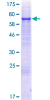 UGT3A2 Protein - 12.5% SDS-PAGE of human UGT3A2 stained with Coomassie Blue