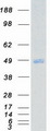 UHMK1 / KIS Protein - Purified recombinant protein UHMK1 was analyzed by SDS-PAGE gel and Coomassie Blue Staining