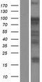 UHRF1 Protein - Western validation with an anti-DDK antibody * L: Control HEK293 lysate R: Over-expression lysate