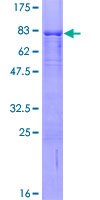 UIMC1 / RAP80 Protein - 12.5% SDS-PAGE of human RAP80 stained with Coomassie Blue
