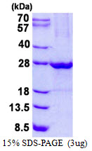 ULBP1 Protein