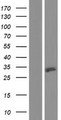ULBP3 Protein - Western validation with an anti-DDK antibody * L: Control HEK293 lysate R: Over-expression lysate