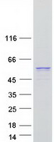 ULK3 Protein - Purified recombinant protein ULK3 was analyzed by SDS-PAGE gel and Coomassie Blue Staining