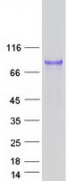UMOD / Uromodulin Protein - Purified recombinant protein UMOD was analyzed by SDS-PAGE gel and Coomassie Blue Staining