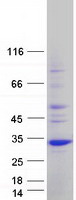 UNC119 / Retinal Protein 4 Protein - Purified recombinant protein UNC119 was analyzed by SDS-PAGE gel and Coomassie Blue Staining
