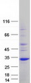UNC119 / Retinal Protein 4 Protein - Purified recombinant protein UNC119 was analyzed by SDS-PAGE gel and Coomassie Blue Staining