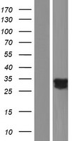 UNC119B Protein - Western validation with an anti-DDK antibody * L: Control HEK293 lysate R: Over-expression lysate