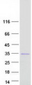 UNC119B Protein - Purified recombinant protein UNC119B was analyzed by SDS-PAGE gel and Coomassie Blue Staining