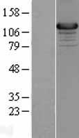 UNC13D Protein - Western validation with an anti-DDK antibody * L: Control HEK293 lysate R: Over-expression lysate