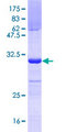 UNC13D Protein - 12.5% SDS-PAGE Stained with Coomassie Blue.