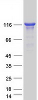 UNC13D Protein - Purified recombinant protein UNC13D was analyzed by SDS-PAGE gel and Coomassie Blue Staining